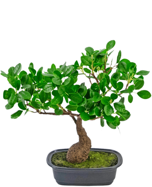 Den kunstige plante Bonsai Ficus 30 cm har en lille, buet stamme og tætte blanke grønne blade, i en lavvandet sort potte med mos. Den er perfekt til ethvert rum og skiller sig smukt ud mod en almindelig hvid baggrund.