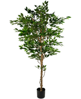 Den kunstige plante Ficus Green 210 cm er et højt kunstigt træ med grønne blade og flere slanke brune stammer, i en kompakt sort potte på en almindelig hvid baggrund.