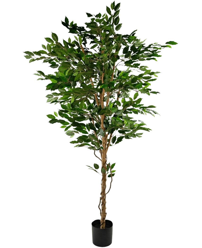 Den kunstige plante Ficus Green 210 cm er et højt kunstigt træ med grønne blade og flere slanke brune stammer, i en kompakt sort potte på en almindelig hvid baggrund.