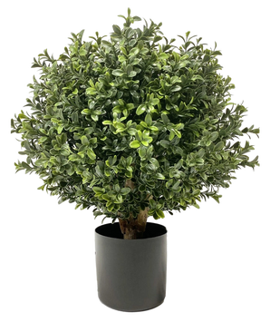 Artificial Buxus på stængel UV d30 cm er en rund, busket grøn plante med tætte, blanke blade i en almindelig sort cylindrisk potte, afbildet på en hvid baggrund.