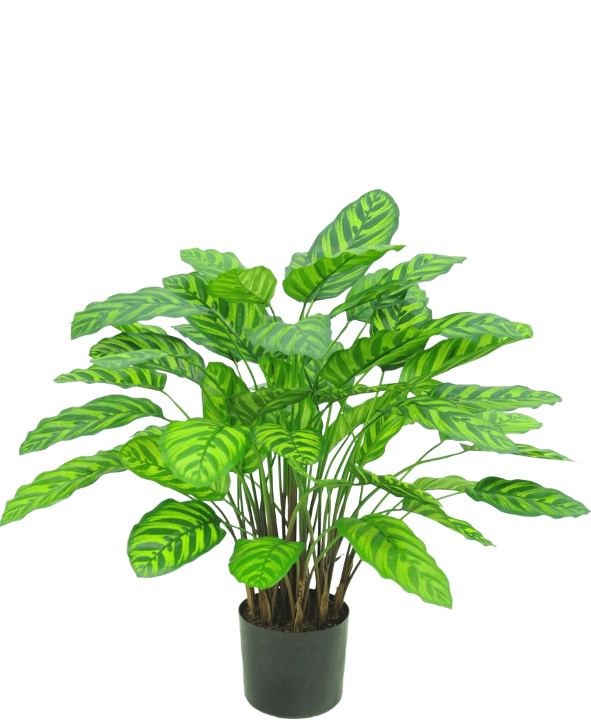 Den kunstige plante Calathea Makoyana UV 75 cm rød er en kunstig plante i en potte med mange brede, levende grønne blade med lysegrønne striber, tæt placeret på flere stængler i en lille sort potte mod en hvid baggrund.