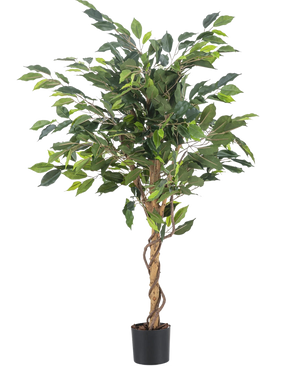 Den kunstige plante Ficus Green 120 cm har grønne blade og en snoet stilk, i en lille sort potte mod en almindelig hvid baggrund.