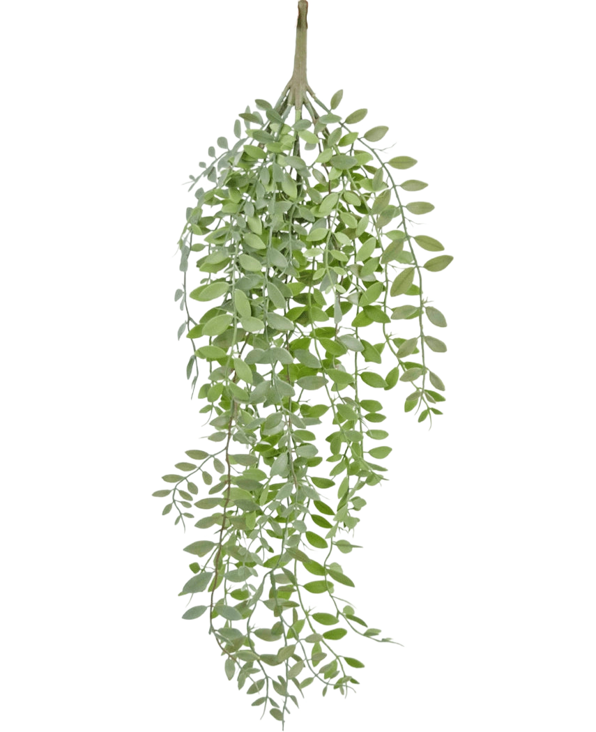 Den kunstige hængeplante Pumila/Eucalyptus 76 cm har grønne, smalle blade og slanke stængler, der falder ned mod en almindelig hvid baggrund.