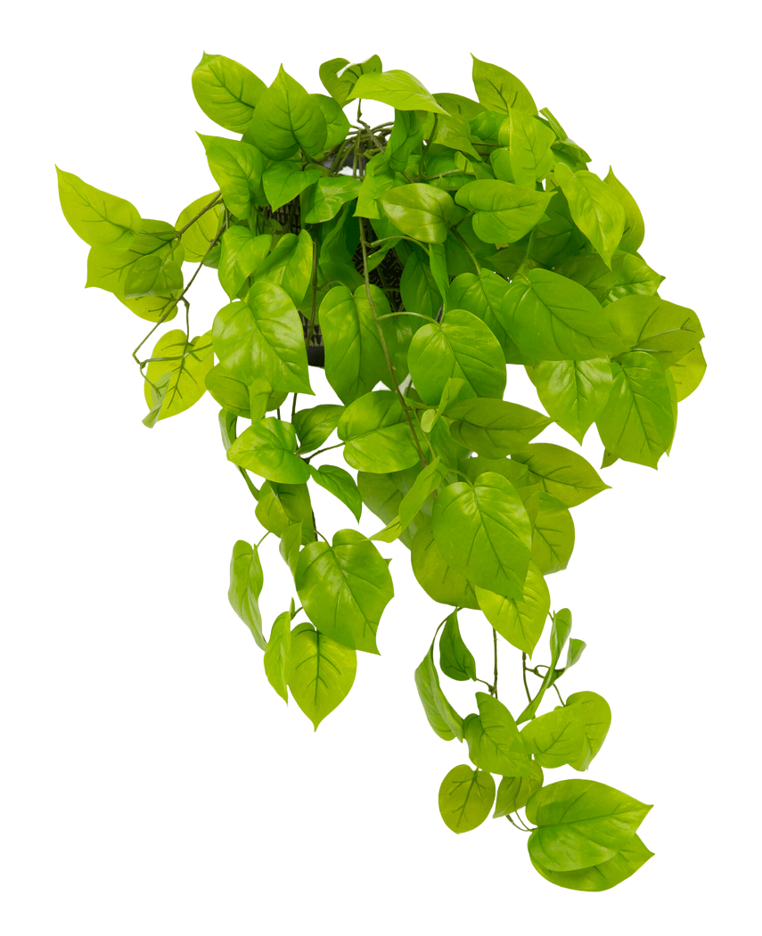 Den kunstige Pothos busk Deluxe 90 cm UV har levende grønne, hjerteformede blade, der fosser ned mod en almindelig hvid baggrund.
