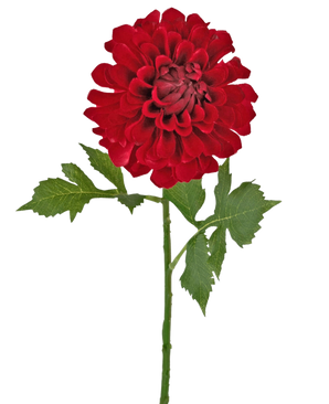 Kunstig blomst Dahlia 50 cm rød: en enkelt rød dahlia med flere lag kronblade og grønne blade på en lang stilk, isoleret på en hvid baggrund.