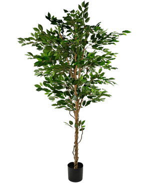 Den kunstige plante Ficus Green 210 cm er et højt kunstigt træ med grønne blade og flere slanke brune stammer, i en kompakt sort potte på en almindelig hvid baggrund.