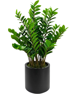 Den færdiglavede kunstplante Zamioculcas i sort potte på 120 cm har skinnende grønne blade og står i en enkel, rund sort potte mod hvid baggrund.
