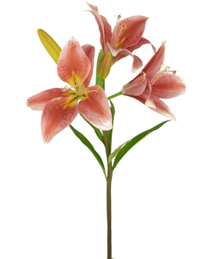 På en stilk af den 66 cm gamle lyserøde Artificial Flower Asiatic Lily er der flere blomstrende lyserøde liljer med grønne blade mod en almindelig hvid baggrund.