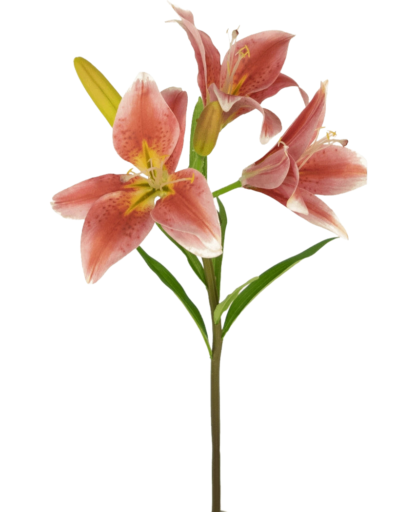 På en stilk af den 66 cm gamle lyserøde Artificial Flower Asiatic Lily er der flere blomstrende lyserøde liljer med grønne blade mod en almindelig hvid baggrund.