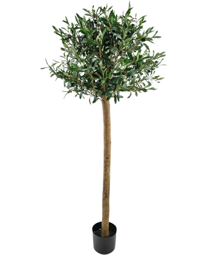 Det kunstige oliventræ UV 150 cm fra Easyplants har en slank stamme, fyldige grønne blade og står i en sort potte mod en hvid baggrund. Denne UV-bestandige kunstige plante er perfekt til ethvert rum.