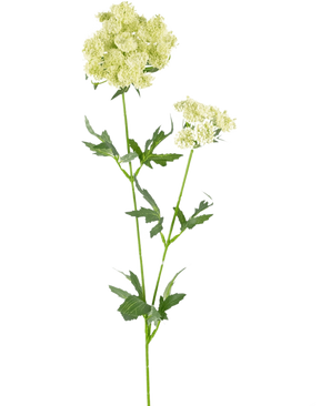 Artificial Flower Lace Flower 76 cm hvid er en enkelt kunstig stilk med bundter af små, lysegrøn-hvide blomster og takkede, dybt fligede grønne blade, mod en almindelig hvid baggrund.