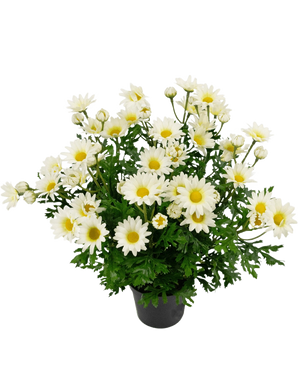 Kunstig plante Daisy 31 cm