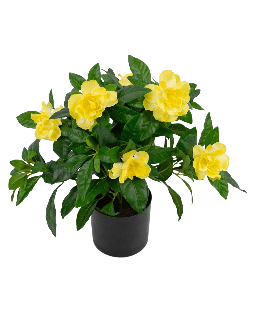 Kunstplanten Gardenia UV 39 cm er en frodig grøn kunstig plante med store, levende gule blomster og blanke blade i en sort potte, mod en almindelig hvid baggrund.