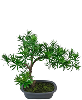 Den kunstige plante Bonsai Podocarpus 40 cm har tæt grønt løv i en lavvandet rektangulær grå potte med mos, perfekt til at tilføje en naturlig stil til ethvert rum.