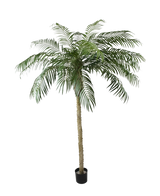Artificial Palm Phoenix De Luxe 250 cm har en struktureret stamme og lange, buede grønne blade i en lille sort potte, mod en almindelig hvid baggrund.