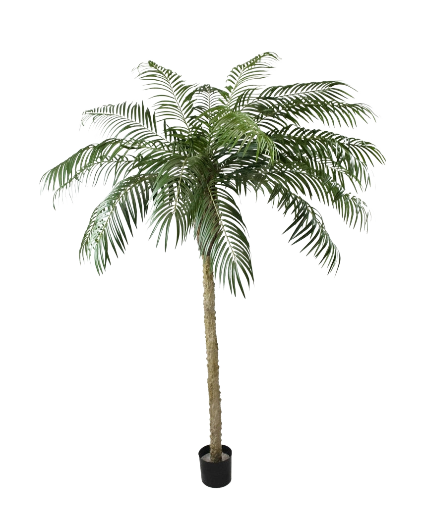 Artificial Palm Phoenix De Luxe 250 cm har en struktureret stamme og lange, buede grønne blade i en lille sort potte, mod en almindelig hvid baggrund.