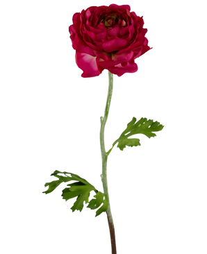 Den kunstige blomst Ranunculus 51 cm mørk pink er en kunstig mørk pink ranunculus med lagdelte kronblade, en lang grøn stilk og dybt fligede grønne blade, isoleret på en hvid baggrund.