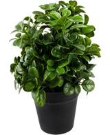 Artificial Petunia 24 cm har tætte, runde, blanke grønne blade på korte stængler, arrangeret i en simpel sort potte og mod en almindelig hvid baggrund.