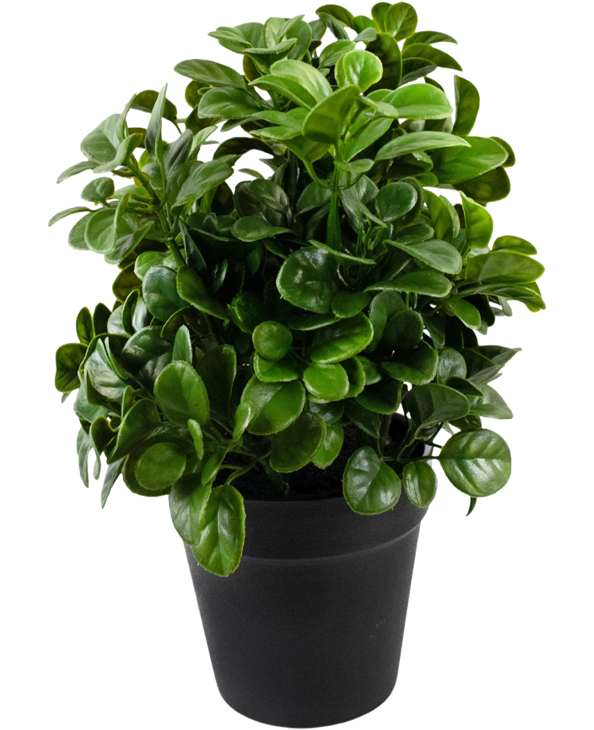 Artificial Petunia 24 cm har tætte, runde, blanke grønne blade på korte stængler, arrangeret i en simpel sort potte og mod en almindelig hvid baggrund.