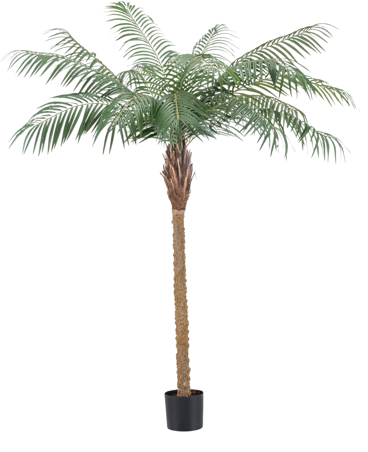Den kunstige plante Phoenix Palm De Luxe 180 cm har fjerlysegrønne blade og en struktureret brun stamme i en lille sort potte og bringer en tropisk atmosfære til ethvert rum.