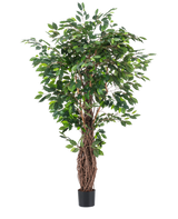 Den kunstige plante Ficus Tropical Liana 180 cm har tætte grønne blade og flere sammenflettede brune stængler i en lille sort potte, hvilket gør den til en slående accent for ethvert rum mod en almindelig hvid baggrund.