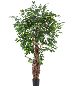 Den kunstige plante Ficus Tropical Liana 180 cm har tætte grønne blade og flere sammenflettede brune stængler i en lille sort potte, hvilket gør den til en slående accent for ethvert rum mod en almindelig hvid baggrund.
