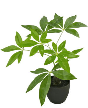 Artificial Pachira 30 cm er et kunstigt pengetræ i en potte med flere stammer og blanke grønne blade i en sort potte, mod en almindelig hvid baggrund.