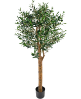 Det kunstige oliventræ UV 155 cm er en Easyplants kunstig plante i potte med høj brun stamme, tætte grønne blade og små sorte oliven, elegant mod en almindelig hvid baggrund.