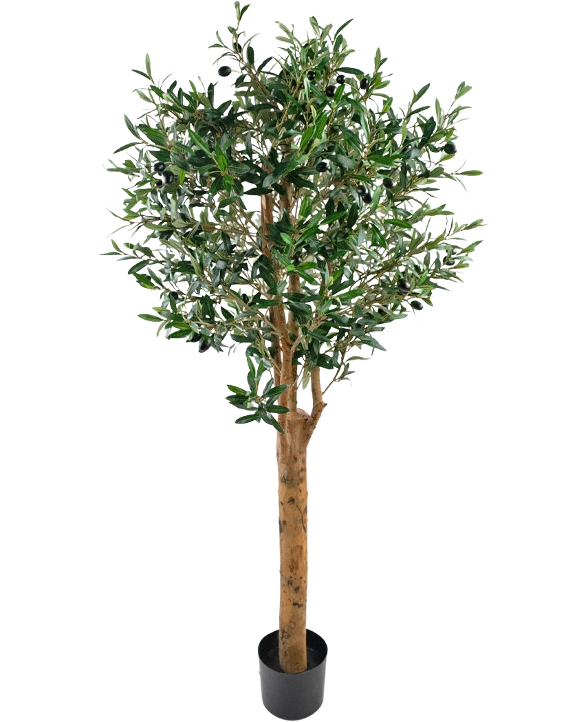 Det kunstige oliventræ UV 155 cm er en Easyplants kunstig plante i potte med høj brun stamme, tætte grønne blade og små sorte oliven, elegant mod en almindelig hvid baggrund.