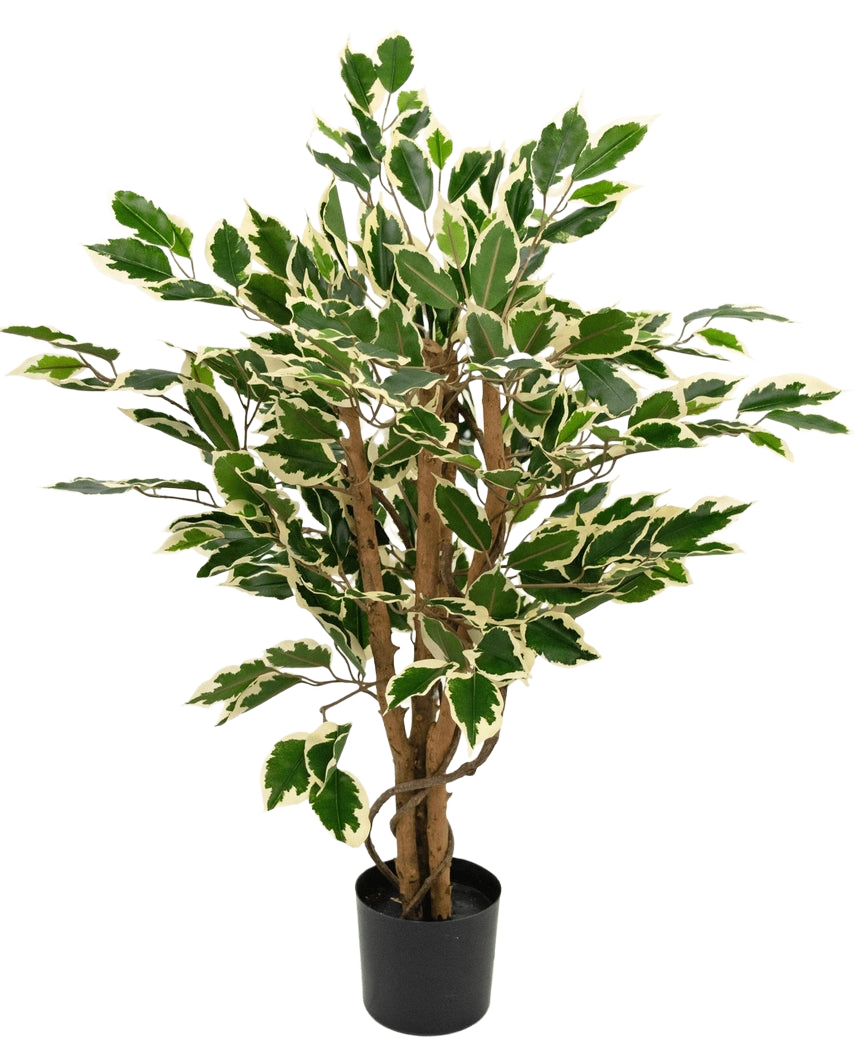 Kunstig plante Ficus Grøn/hvid 90 cm med brune stammer og grønne blade med hvide kanter, vist mod almindelig hvid baggrund.