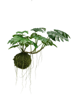 Den kunstige hængeplante Monstera Deluxe 60 cm har store grønne blade og lange rødder, der hænger fra en moskugle, hvilket skaber en tropisk atmosfære mod en hvid baggrund.
