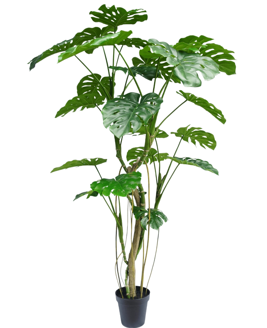 Kunstplanten Monstera 210 cm er en høj potteplante med flere lange stængler og store, skinnende, spaltede grønne blade, der minder om en rigtig monstera. Vist her mod en almindelig hvid baggrund.
