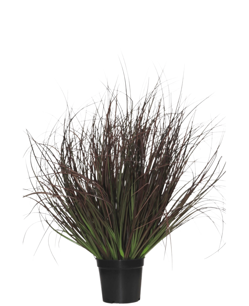 Kunstgræsplanteplænen 50 cm brandhæmmende kommer i en sort plastikpotte, med spidst prydgræs med lange, tynde, mørkelilla og grønne blade - perfekt til indretning - på hvid baggrund.