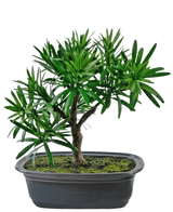 Den kunstige plante Bonsai Podocarpus 20 cm har tætte grønne blade og en slank stamme i en lavvandet oval sort potte med mosjord, mod en hvid baggrund.