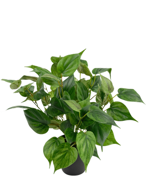En livlig kunstig plante Philodendron i en 35 cm potte med hjerteformede blade står i en slank sort potte, mod en almindelig hvid baggrund.