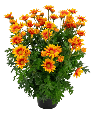 Artificial Plant Daisy UV 31 cm har levende orange og gule tusindfrydlignende blomster med frodige, dybt fligede grønne blade, alt sammen i et pottearrangement isoleret på en hvid baggrund.