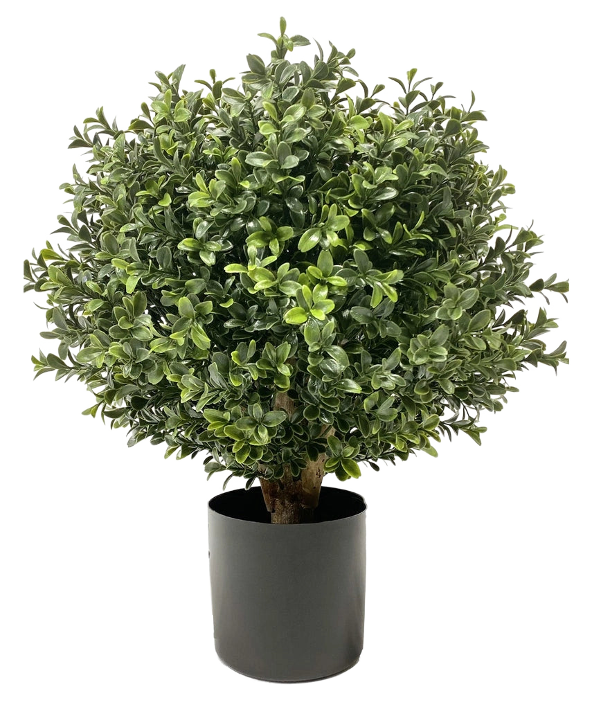 Artificial Buxus på stængel UV d30 cm er en rund, busket grøn plante med tætte, blanke blade i en almindelig sort cylindrisk potte, afbildet på en hvid baggrund.