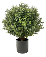 Artificial Buxus på stængel UV d30 cm er en rund, busket grøn plante med tætte, blanke blade i en almindelig sort cylindrisk potte, afbildet på en hvid baggrund.