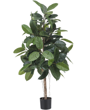 Kunstgummiplanten 150 cm har brede, blanke mørkegrønne blade og placeres i en lille sort potte mod en hvid baggrund.
