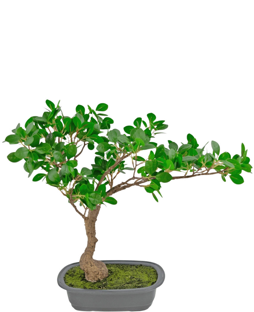 Den kunstige plante Bonsai Ficus 40 cm har en slank, buet stamme med tætte grønne blade i en lavvandet rektangulær potte med mos på, mod en hvid baggrund.