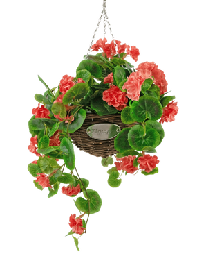 Artificial Begonia Pink in Basket UV 70cm er en hængende flettet kurv med frodige grønne blade og livlige koralpink begonia blomster, ophængt i en sølvkæde mod en hvid baggrund.