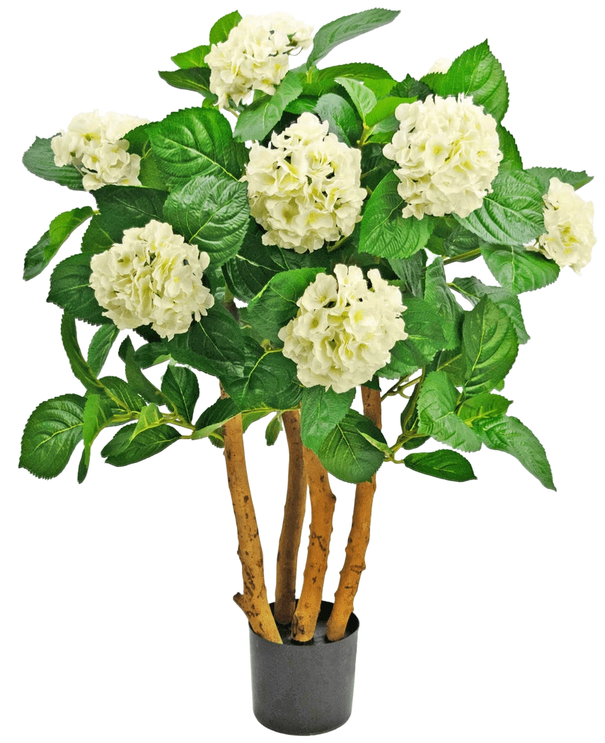Den Kunstige Hortensia UV 85 cm hvid er en kunstig plante i en potte med kraftige brune stængler, store grønne blade og klaser af hvide hortensia-lignende blomster øverst.