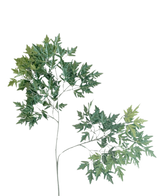 Artificial Leaf Ming Aralia 50 cm grøn brandhæmmer er en høj, slank kunstig plante med tynde stængler og bundter af grønne blade med takkede kanter mod en almindelig hvid baggrund.