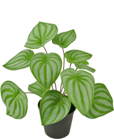 Den kunstige plante Vandmelon 29 cm er en kunstig plante med hjerteformede grønne blade og lysegrønne striber, vist i en lille sort potte mod en almindelig hvid baggrund.