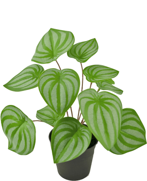 Den kunstige plante Vandmelon 29 cm er en kunstig plante med hjerteformede grønne blade og lysegrønne striber, vist i en lille sort potte mod en almindelig hvid baggrund.