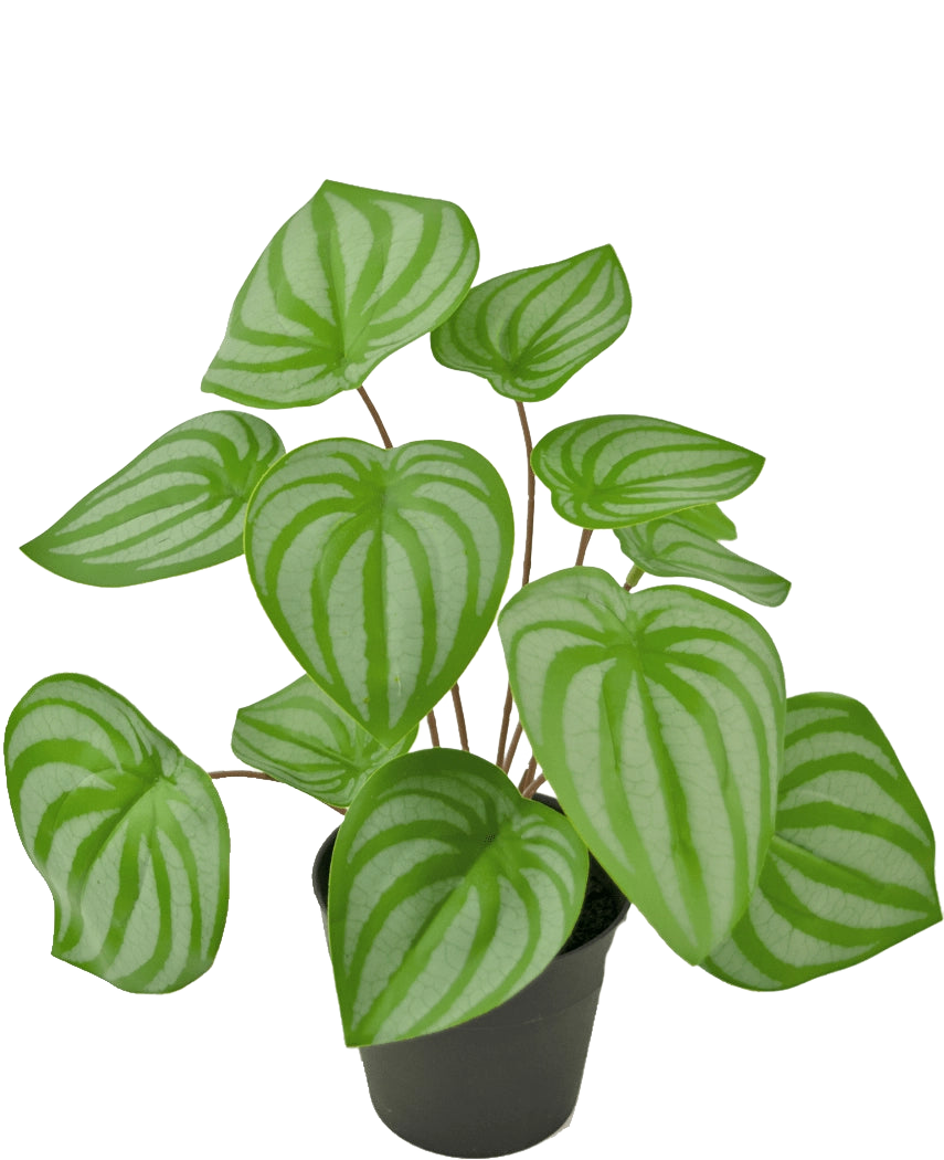Den kunstige plante Vandmelon 29 cm er en kunstig plante med hjerteformede grønne blade og lysegrønne striber, vist i en lille sort potte mod en almindelig hvid baggrund.
