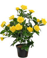 Den kunstige plante Mini Rose UV 35 cm gul er en kunstig potteplante med flere stængler af levende gule roser og grønne blade, vist i en lille sort beholder mod en enkel baggrund.