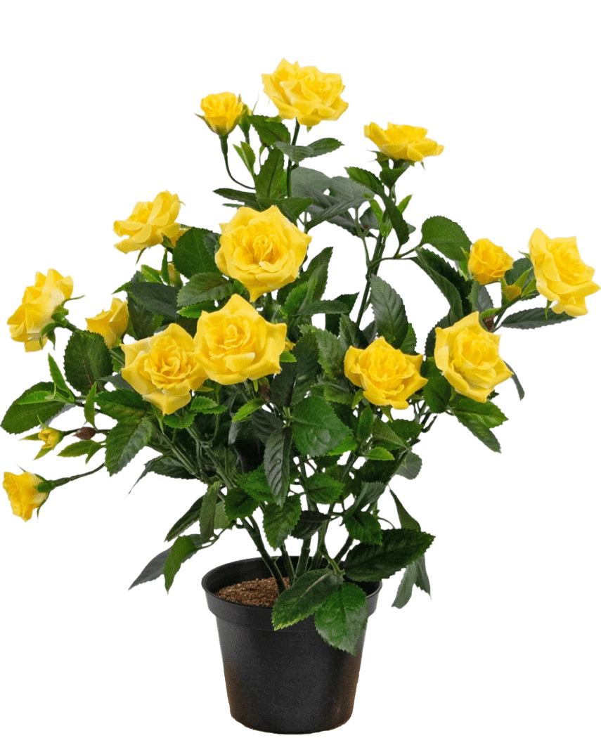 Den kunstige plante Mini Rose UV 35 cm gul er en kunstig potteplante med flere stængler af levende gule roser og grønne blade, vist i en lille sort beholder mod en enkel baggrund.