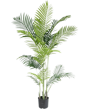 The Artificial Plant Phoenix 160 cm er en høj falsk plante med slanke grønne blade på flere stængler i en lille sort potte, mod en hvid baggrund for et luksuriøst look - perfekt til elskere af tropiske planter.