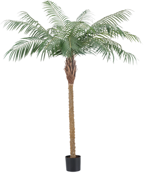 Den kunstige plante Phoenix Palm De Luxe 180 cm har fjerlysegrønne blade og en brun stamme med tekstur i en lille sort potte og bringer en tropisk atmosfære til ethvert rum.